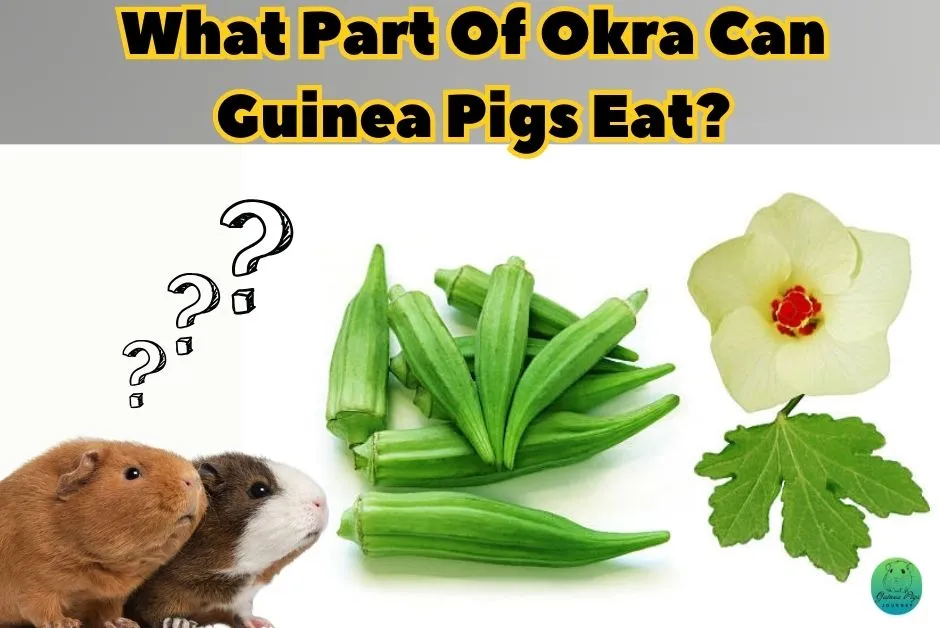 Can Guinea Pigs Eat Okra