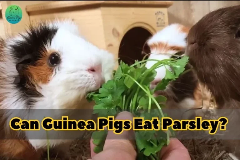 Can Guinea Pigs Eat Parsley? Risks, Benefits, Best Guides, And More