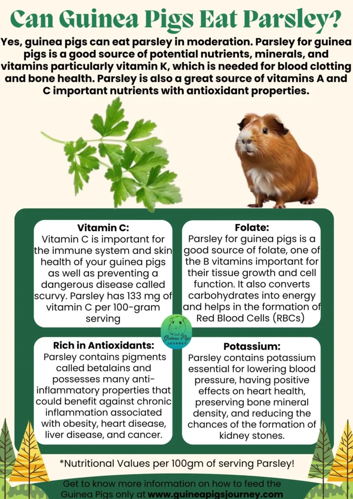 Can Guinea Pigs Eat Parsley