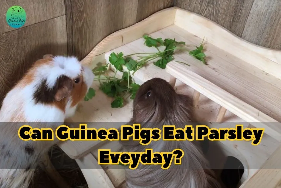 Can Guinea Pigs Eat Parsley