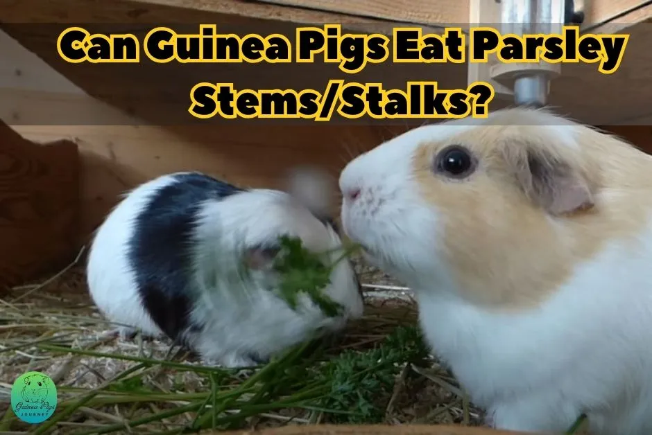 Can Guinea Pigs Eat Parsley