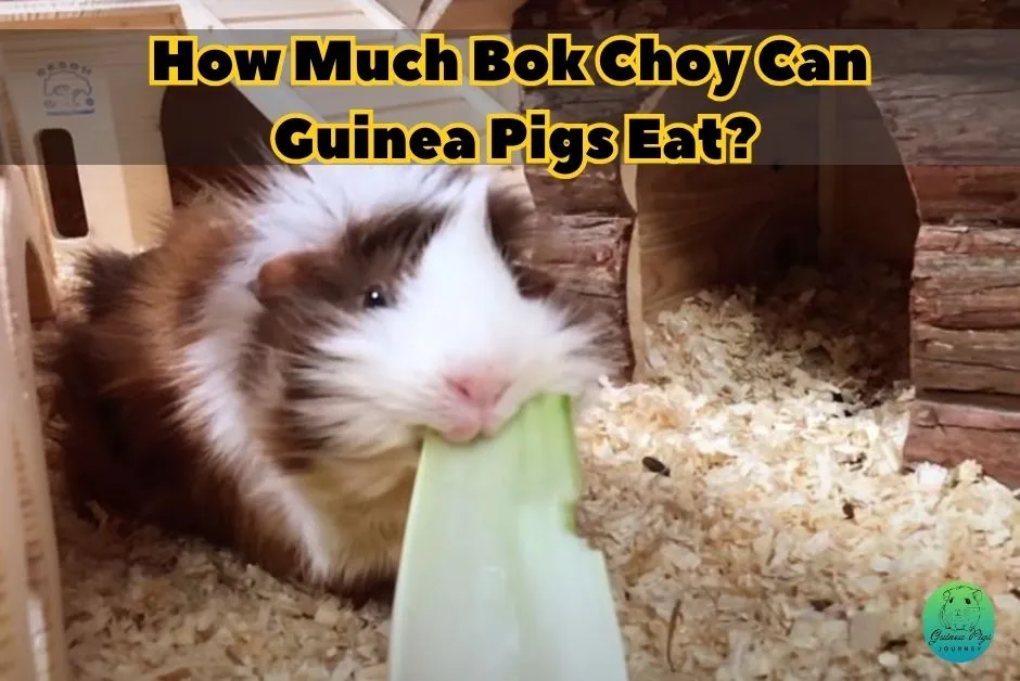 Can Guinea Pigs Eat Bok Choy