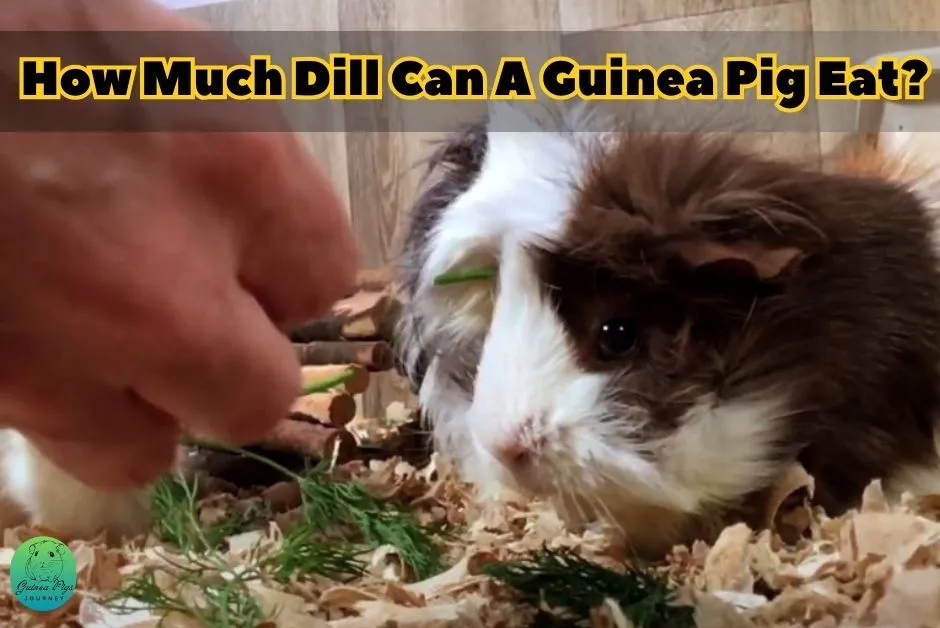 Can Guinea Pigs Eat Dill