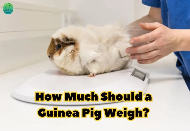 How Much Should a Guinea Pig Weigh