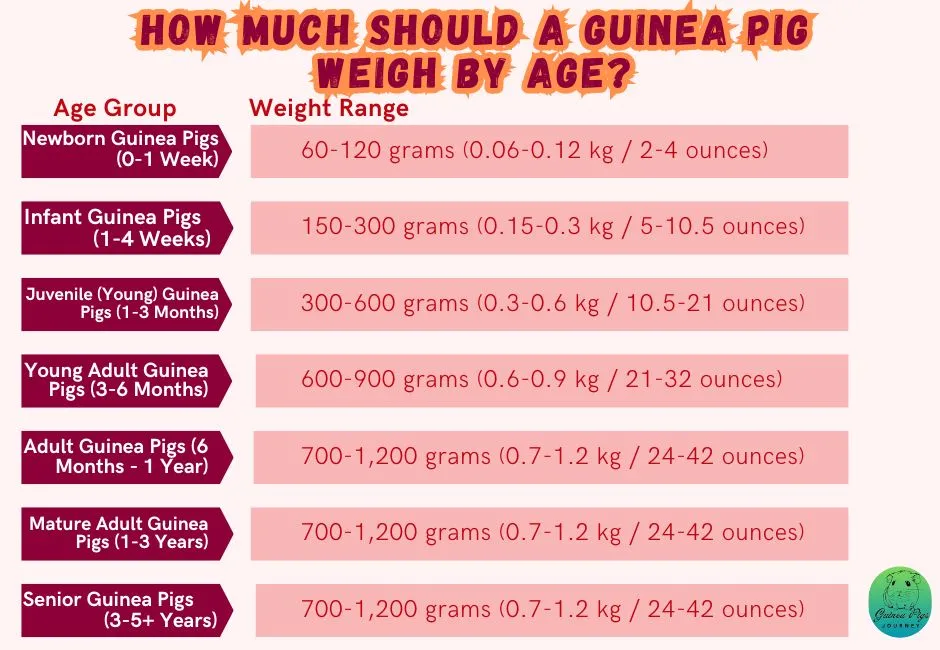 How Much Should a Guinea Pig Weigh