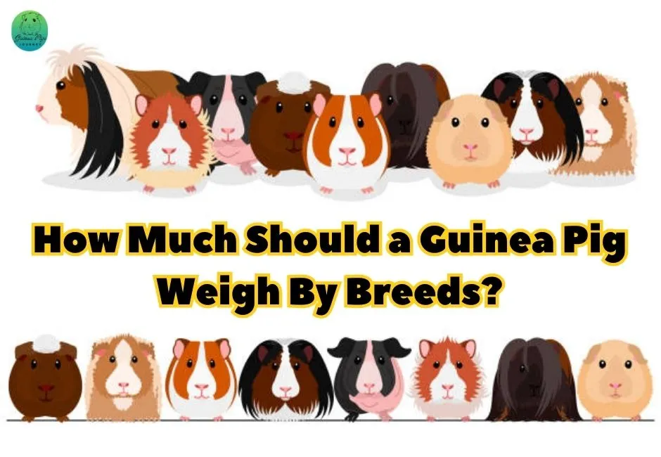 How Much Should a Guinea Pig Weigh