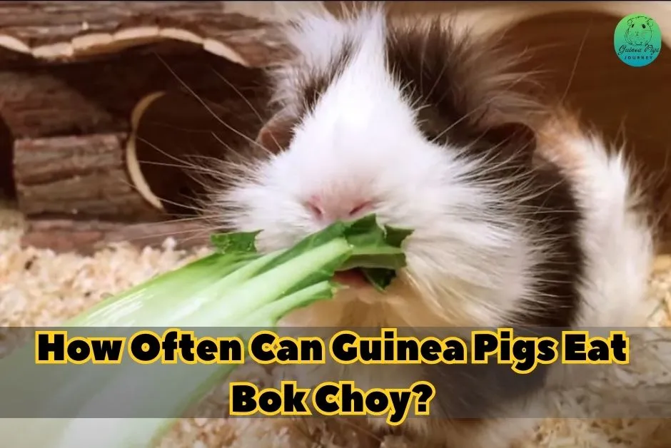 Can Guinea Pigs Eat Bok Choy