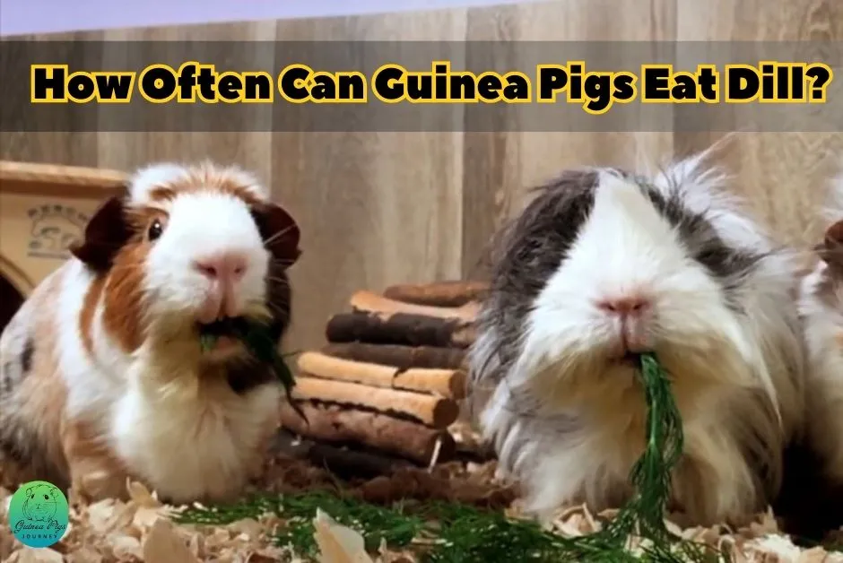 Can Guinea Pigs Eat Dill