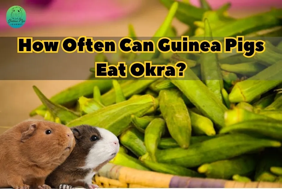 Can Guinea Pigs Eat Okra