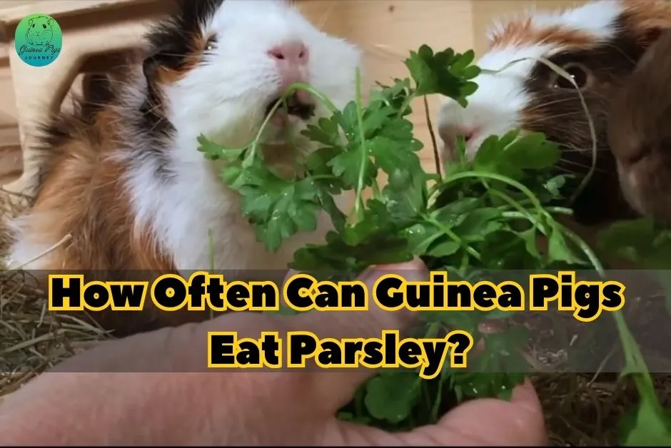 Can Guinea Pigs Eat Parsley