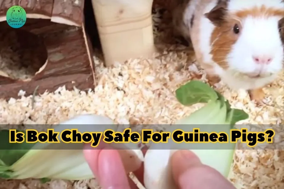 Can Guinea Pigs Eat Bok Choy