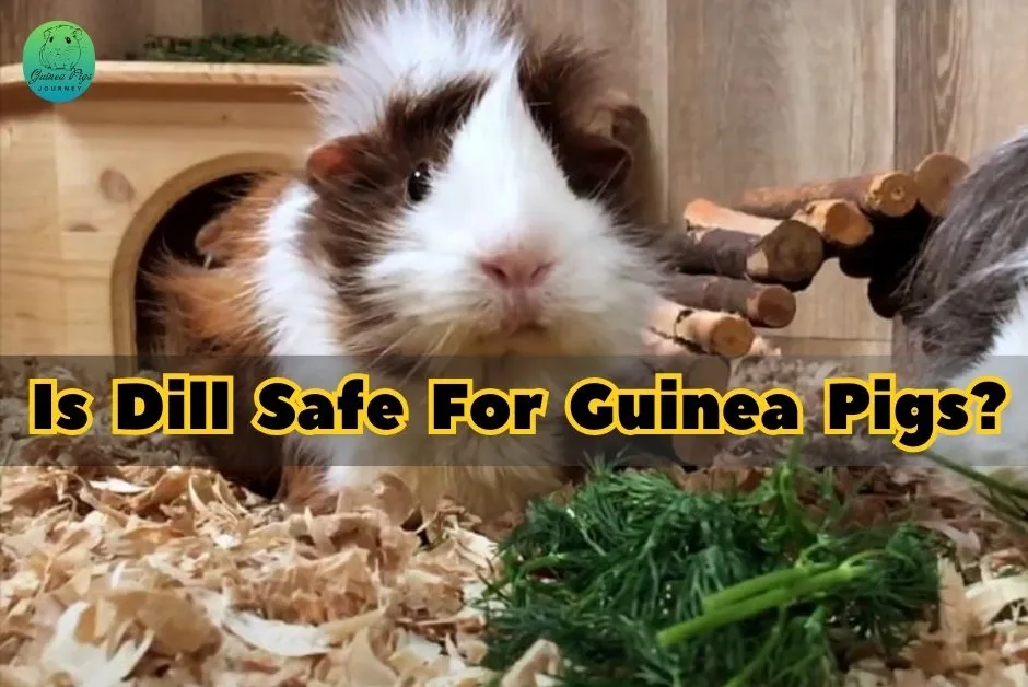 Can Guinea Pigs Eat Dill