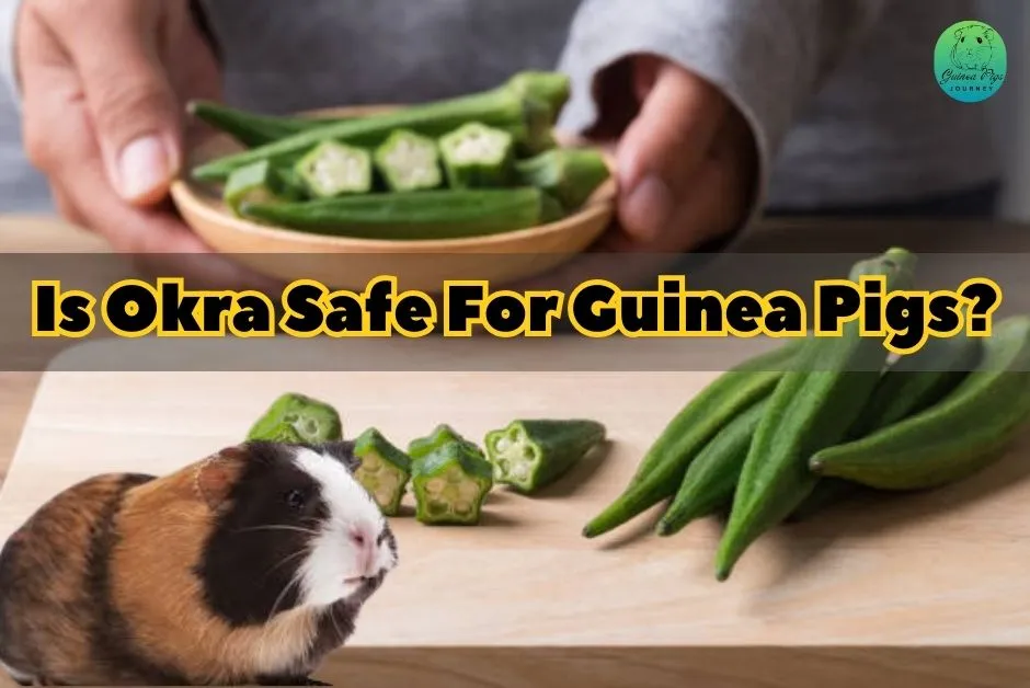 Can Guinea Pigs Eat Okra