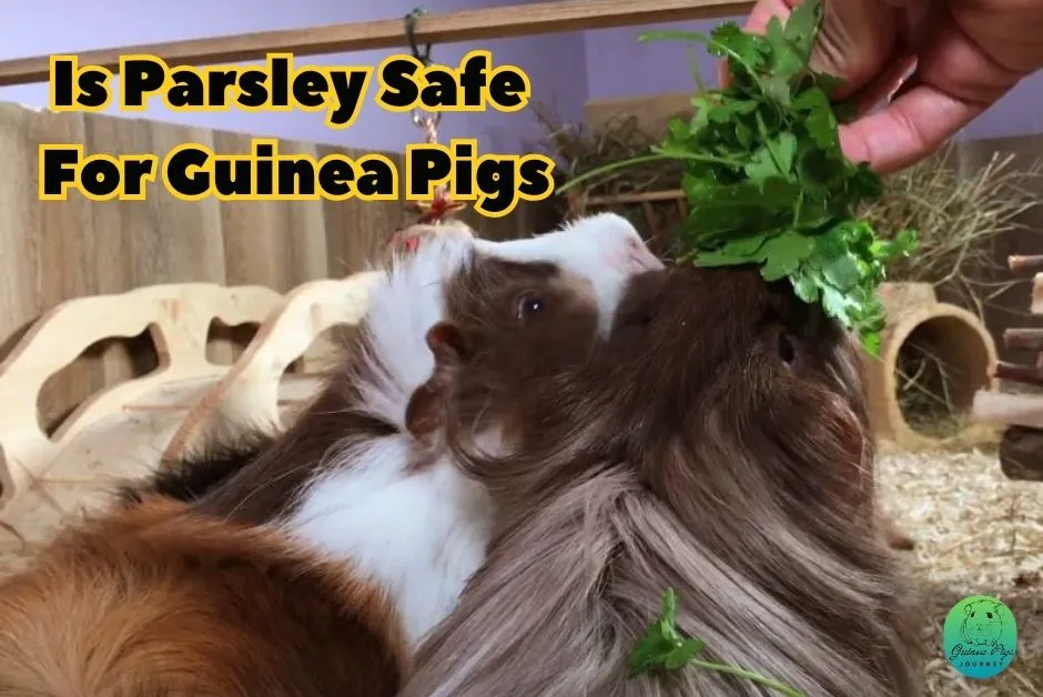 Can Guinea Pigs Eat Parsley