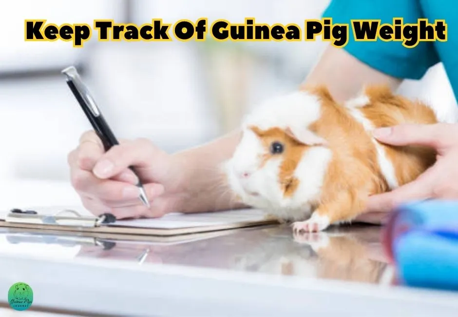 How Much Should a Guinea Pig Weigh