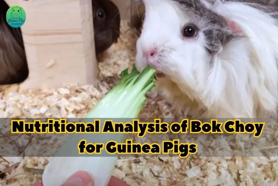 Can Guinea Pigs Eat Bok Choy