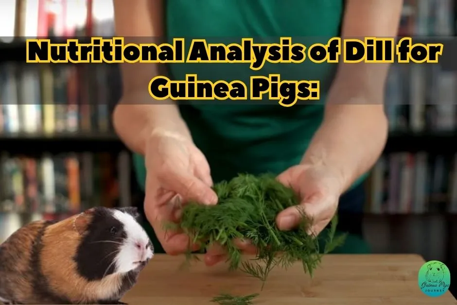 Can Guinea Pigs Eat Dill