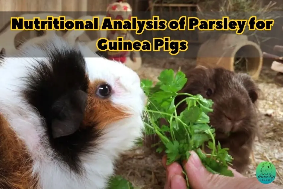 Can Guinea Pigs Eat Parsley