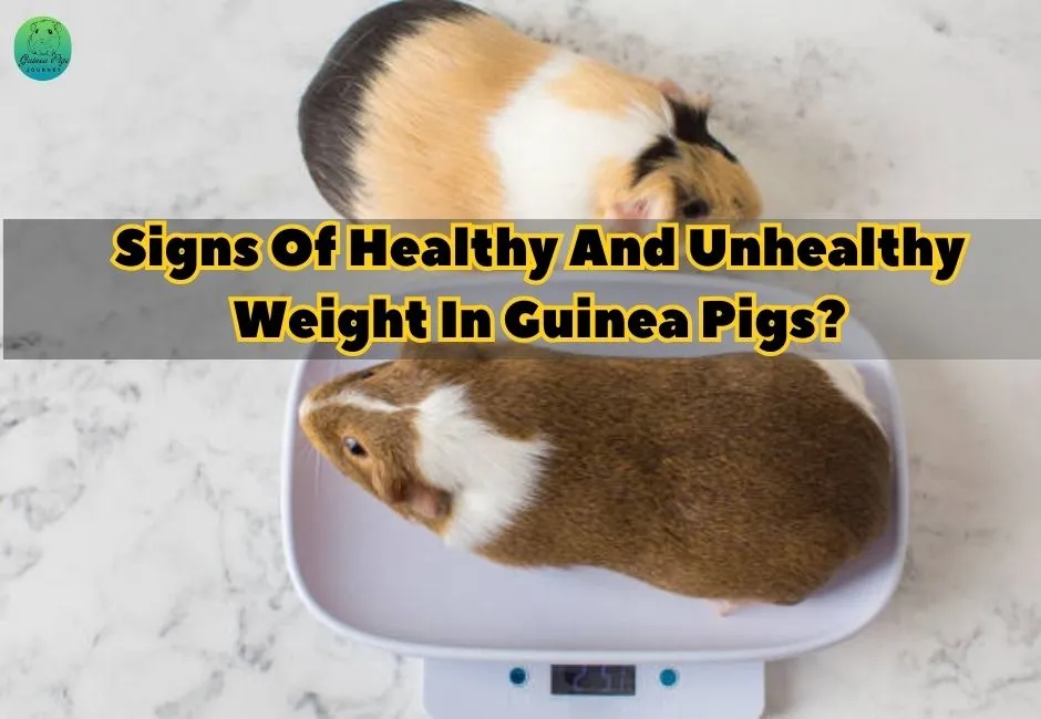 How Much Should a Guinea Pig Weigh