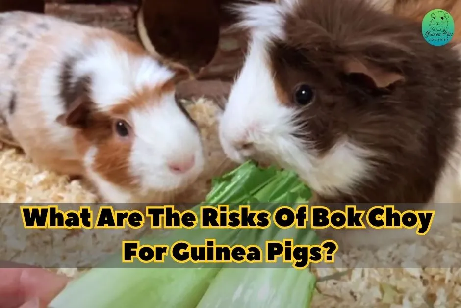 Can Guinea Pigs Eat Bok Choy