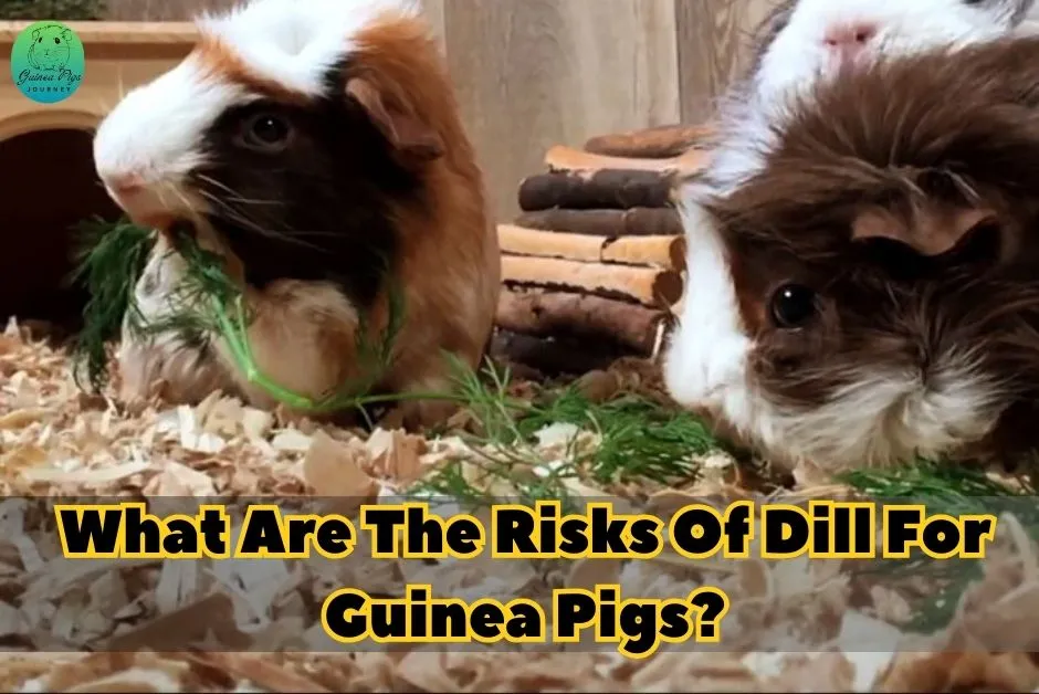 Can Guinea Pigs Eat Dill