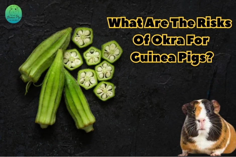 Can Guinea Pigs Eat Okra