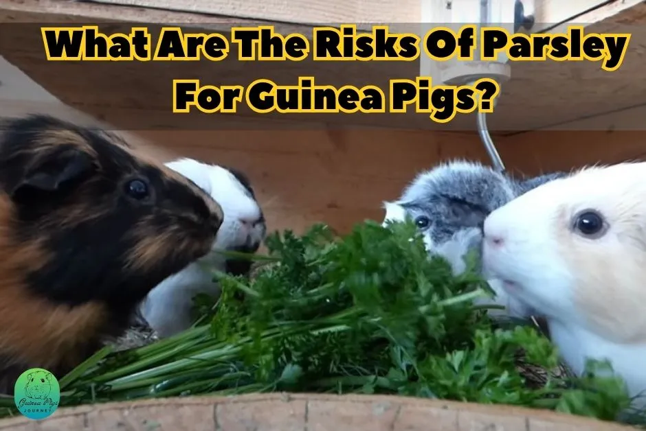 Can Guinea Pigs Eat Parsley