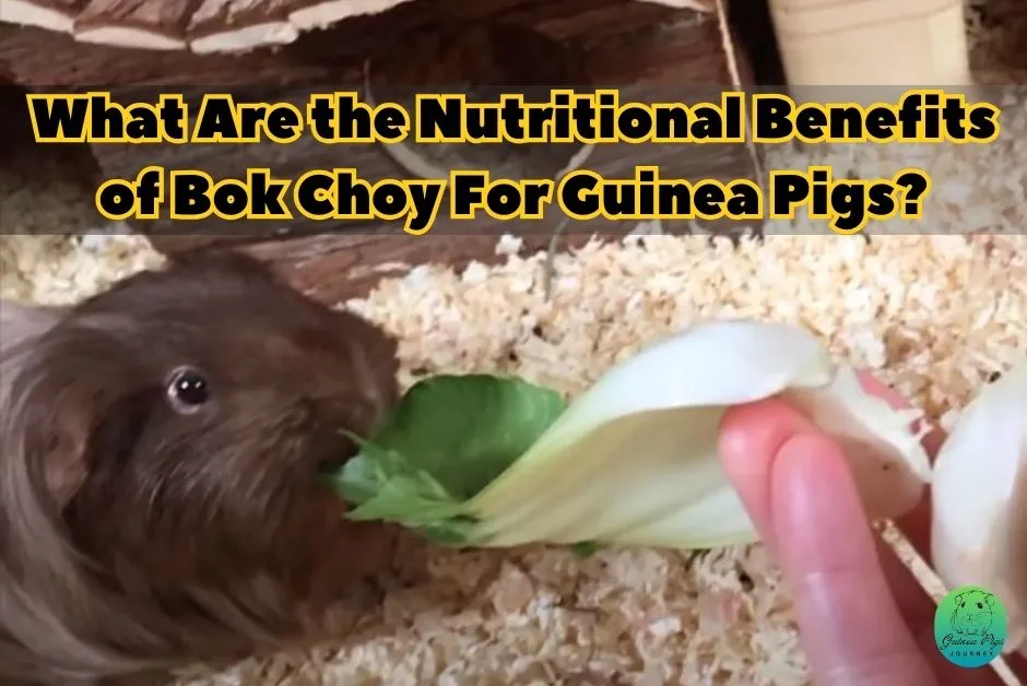 Can Guinea Pigs Eat Bok Choy