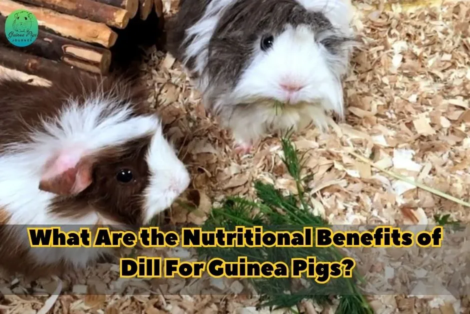 Can Guinea Pigs Eat Dill