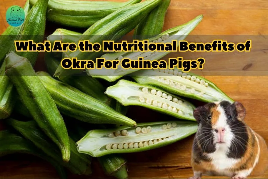 Can Guinea Pigs Eat Okra