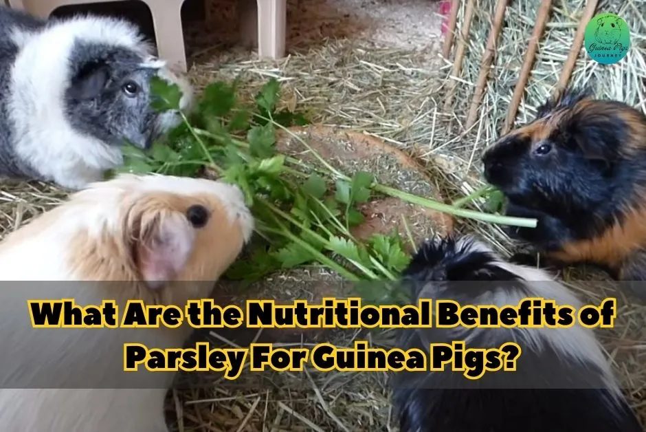 Can Guinea Pigs Eat Parsley