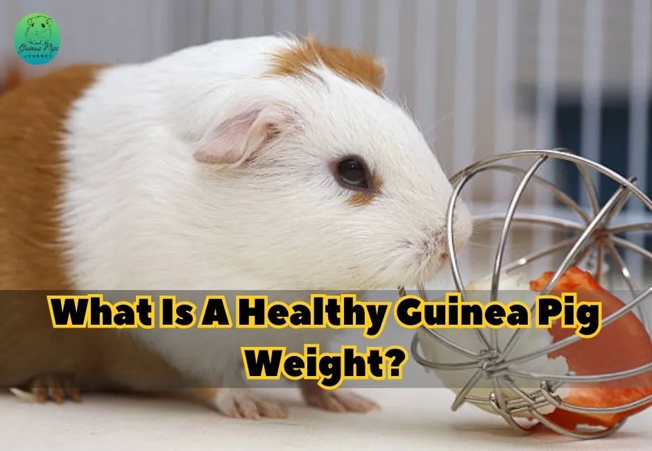 How Much Should a Guinea Pig Weigh