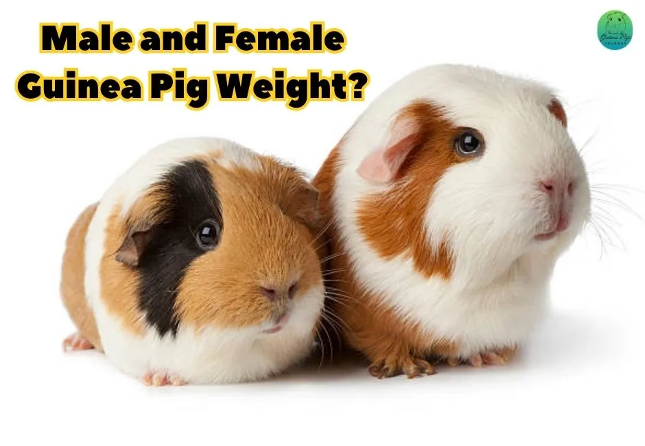 How Much Should a Guinea Pig Weigh