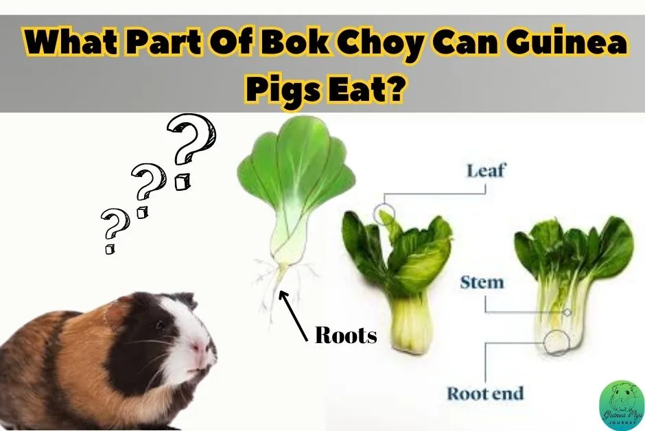 Can Guinea Pigs Eat Bok Choy