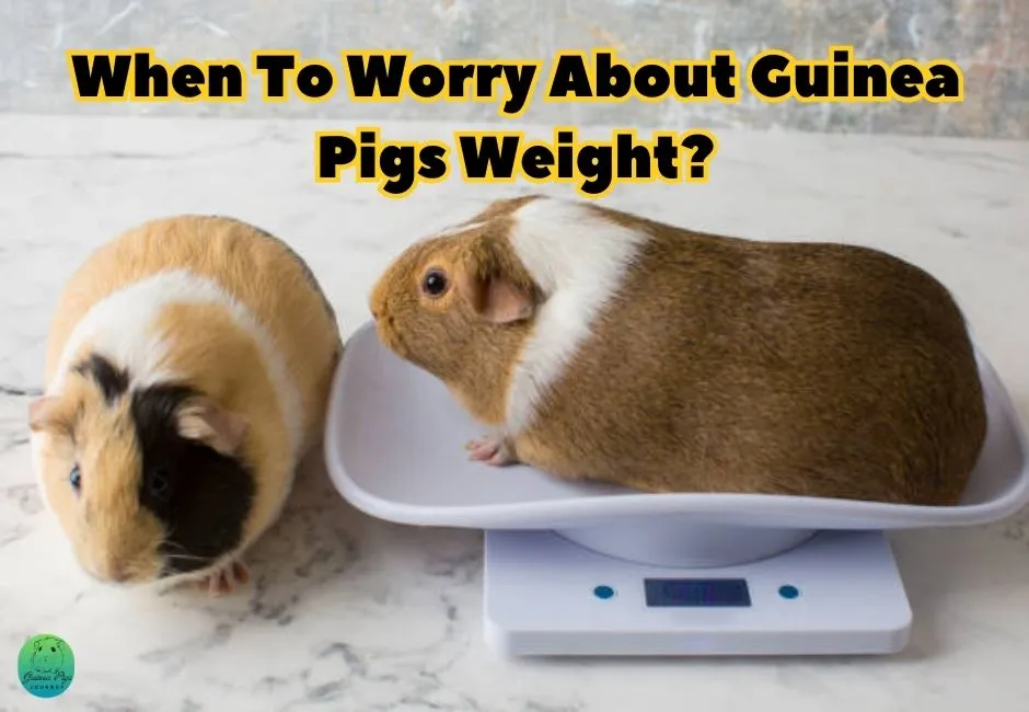 How Much Should a Guinea Pig Weigh