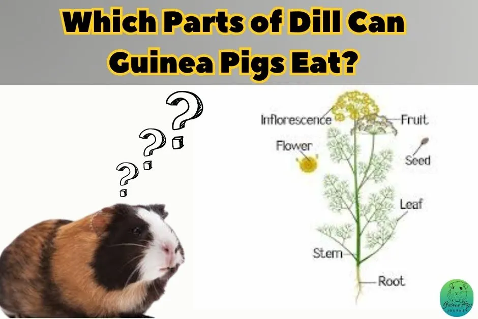 Can Guinea Pigs Eat Dill