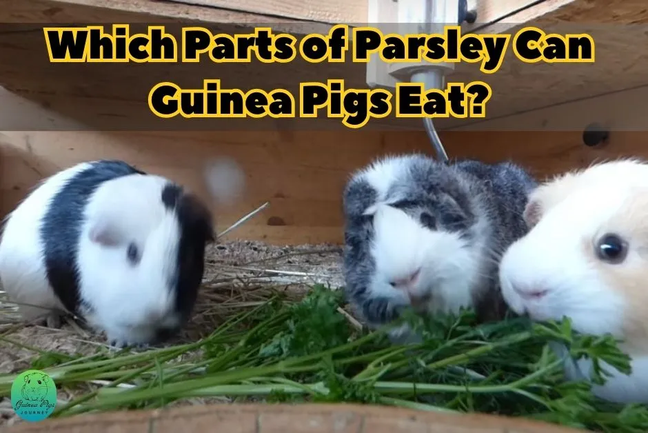 Can Guinea Pigs Eat Parsley