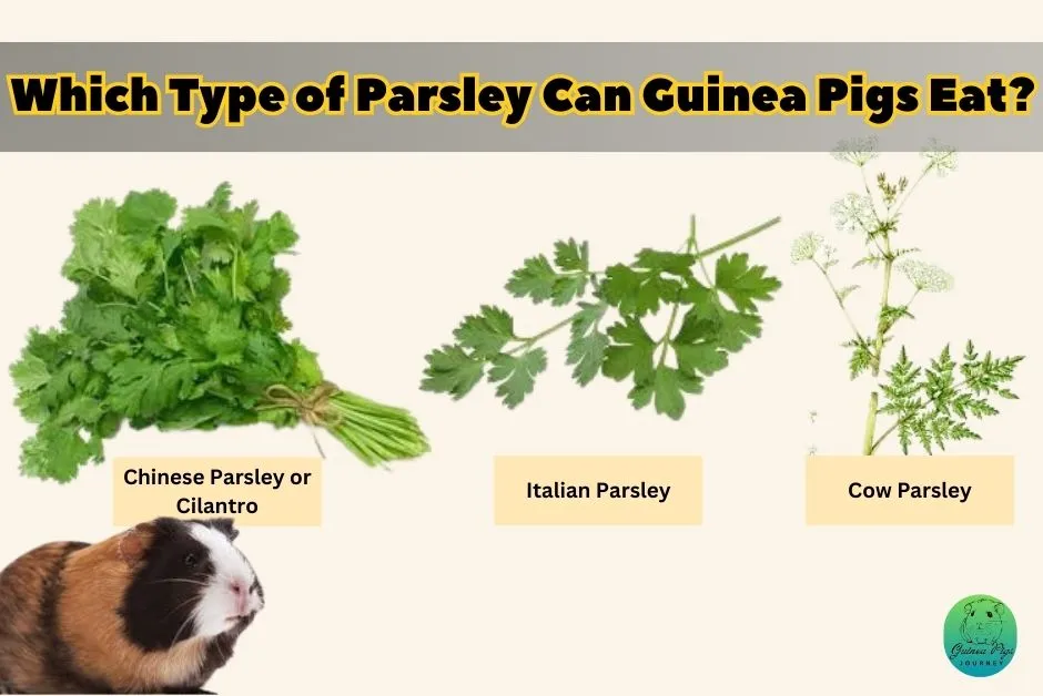 Can Guinea Pigs Eat Parsley