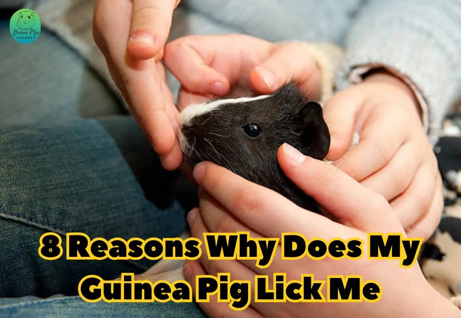 Why Does My Guinea Pig Lick Me