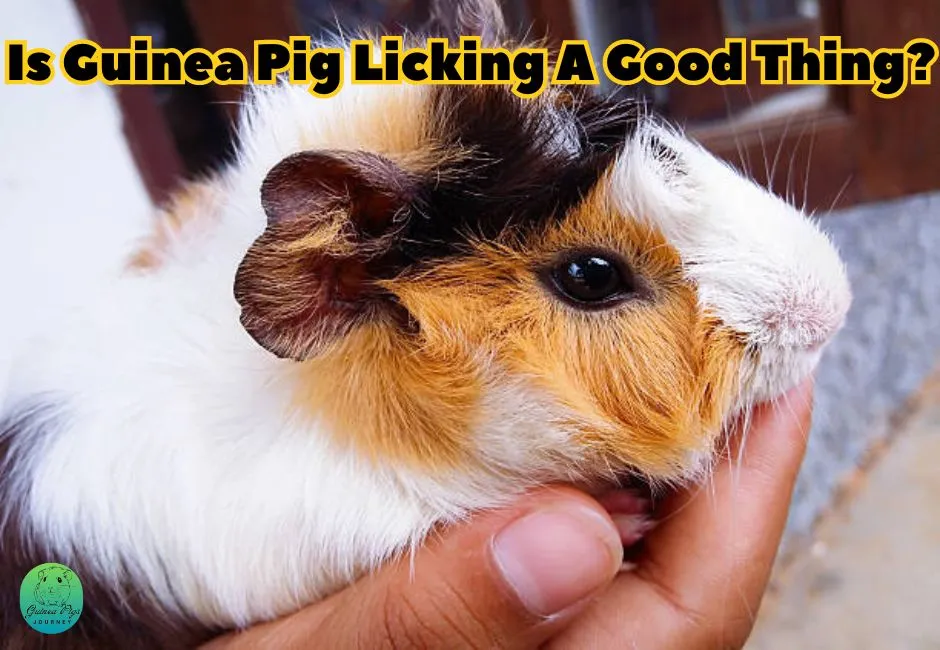 Why Does My Guinea Pig Lick Me? 8 Surprising Reasons To Know