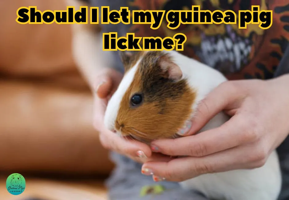 Why Does My Guinea Pig Lick Me