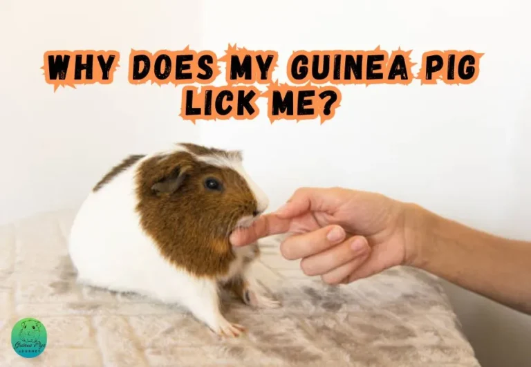 Why Does My Guinea Pig Lick Me? 8 Surprising Reasons To Know