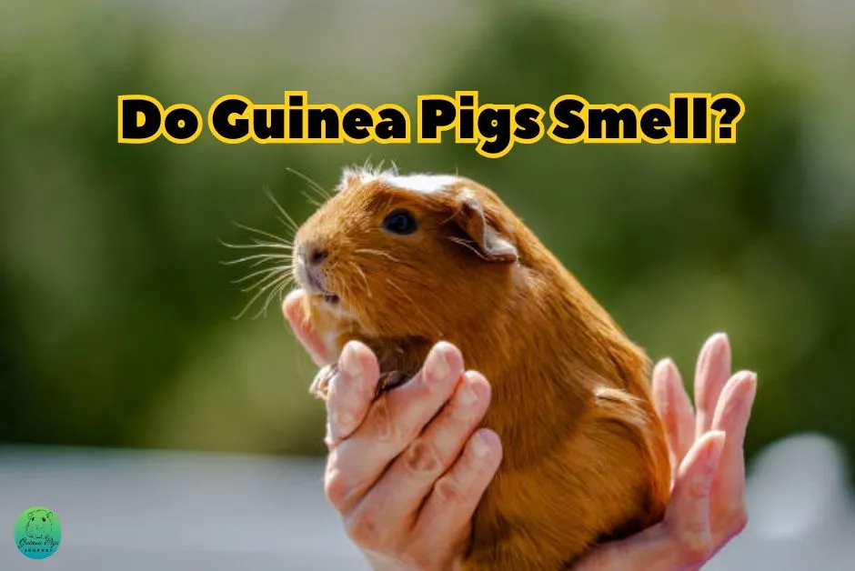 Do Guinea Pigs Smell