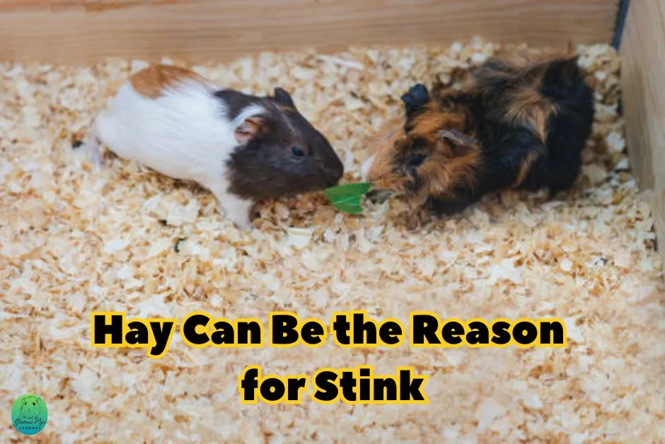 Do Guinea Pigs Smell