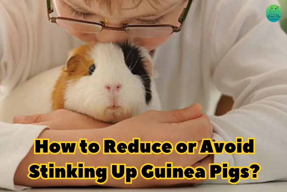 do guinea pigs smell