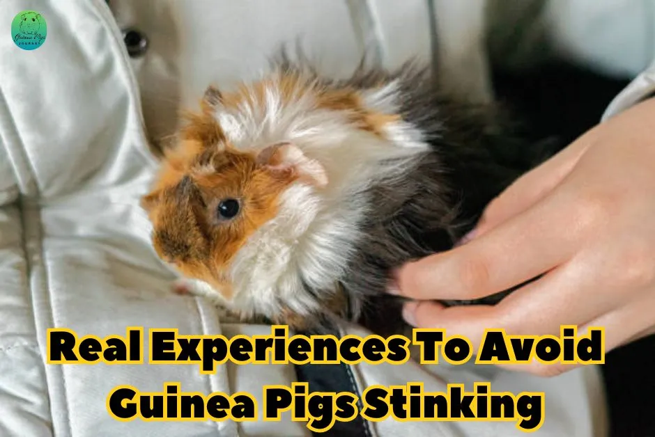 Do Guinea Pigs Smell