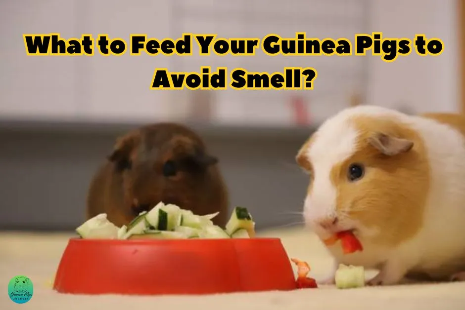 Do guinea pigs smell